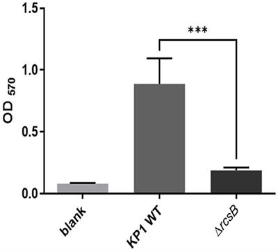 Impact of Sub-MIC Eugenol on Klebsiella pneumoniae Biofilm Formation via Upregulation of rcsB